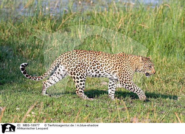 Afrikanischer Leopard / African leopard / MBS-18977
