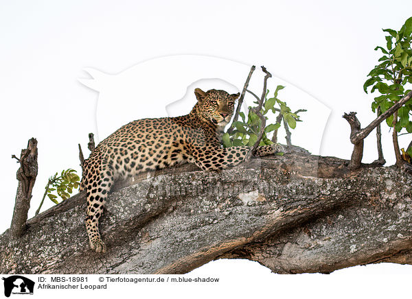 Afrikanischer Leopard / African leopard / MBS-18981