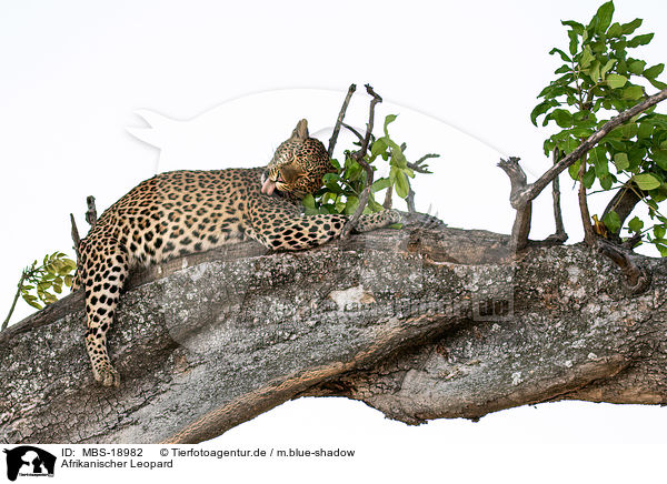 Afrikanischer Leopard / African leopard / MBS-18982
