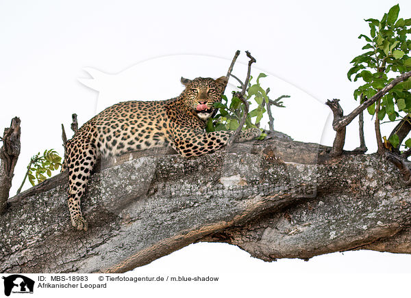 Afrikanischer Leopard / African leopard / MBS-18983