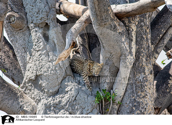 Afrikanischer Leopard / MBS-18985