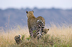 Afrikanische Leoparden