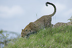 Afrikanischer Leopard