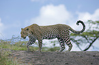 Afrikanischer Leopard