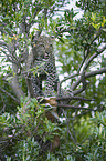 Afrikanischer Leopard