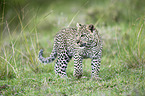 Afrikanischer Leopard