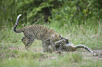 Afrikanische Leoparden