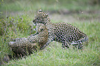 Afrikanische Leoparden