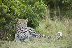 Afrikanischer Leopard