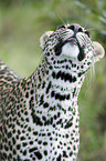 Afrikanischer Leopard