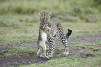 Afrikanischer Leopard