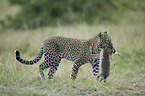 Afrikanischer Leopard