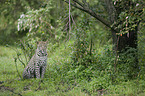 Afrikanischer Leopard