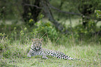 Afrikanischer Leopard