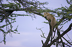 Afrikanischer Leopard