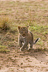 Afrikanischer Leopard