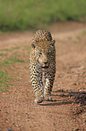 Afrikanischer Leopard