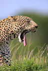 Afrikanischer Leopard