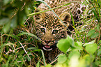 junger Afrikanischer Leopard