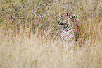 Afrikanischer Leopard