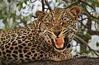 Afrikanischer Leopard