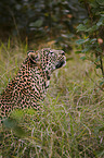 Afrikanischer Leopard