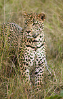 Afrikanischer Leopard