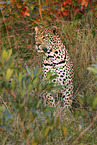 Afrikanischer Leopard