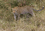 Afrikanischer Leopard