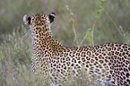 Afrikanischer Leopard