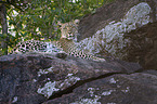 Afrikanischer Leopard