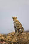 Afrikanischer Leopard