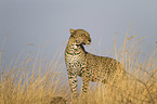 Afrikanischer Leopard