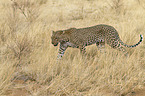 Afrikanischer Leopard