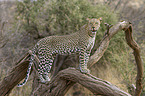 Afrikanischer Leopard