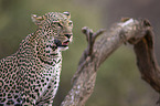 Afrikanischer Leopard