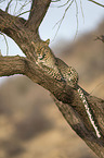 Afrikanischer Leopard