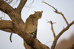 Afrikanischer Leopard