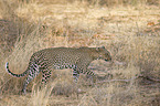 Afrikanischer Leopard