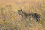 Afrikanischer Leopard