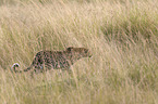 Afrikanischer Leopard