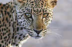 Afrikanischer Leopard