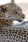 Afrikanischer Leopard