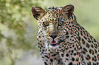 Afrikanischer Leopard