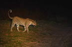 Afrikanischer Leopard