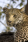 Afrikanischer Leopard