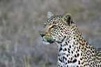 Afrikanischer Leopard