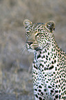 Afrikanischer Leopard