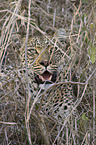 Afrikanischer Leopard