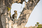 Afrikanischer Leopard